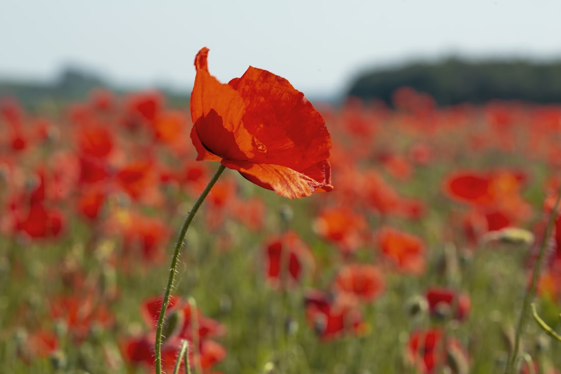 A single red remembrance poppy in bloom